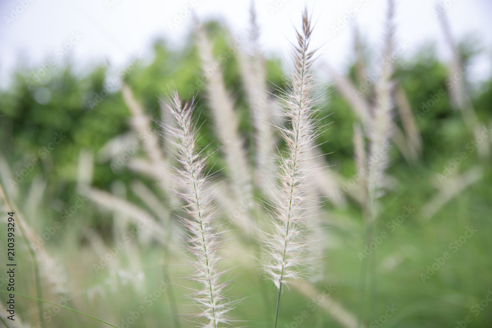 grass flower (poaceae) with a natural green background. grass flower (poaceae) with a natural green background.