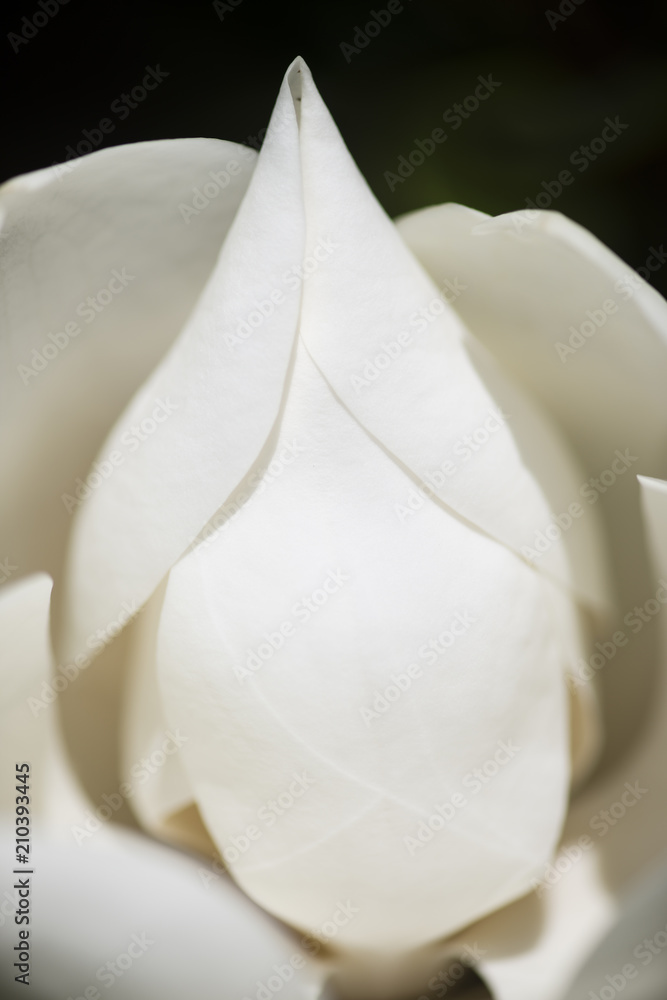 Naklejka premium Detail of southern magnolia flower.