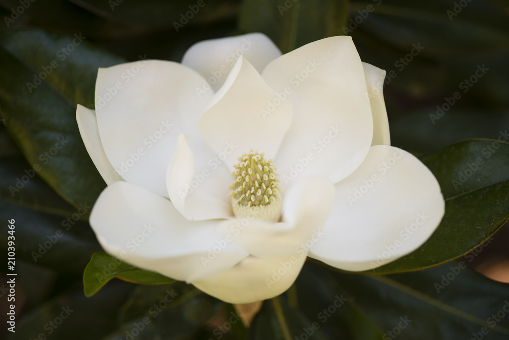 Naklejka premium Szczegół kwiat magnolii południowej.