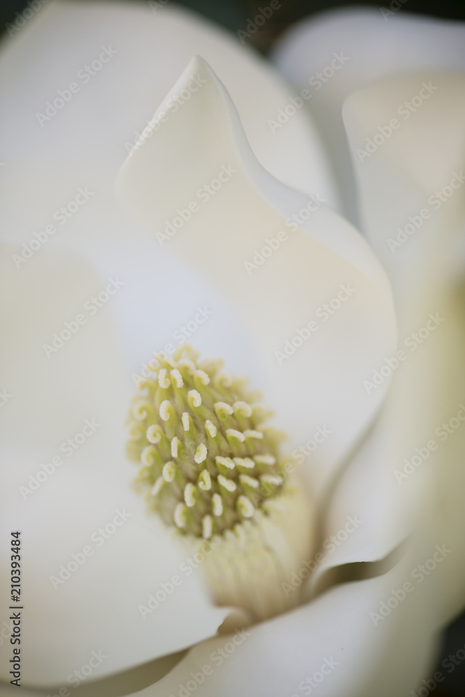Fototapeta premium Detail of southern magnolia flower.