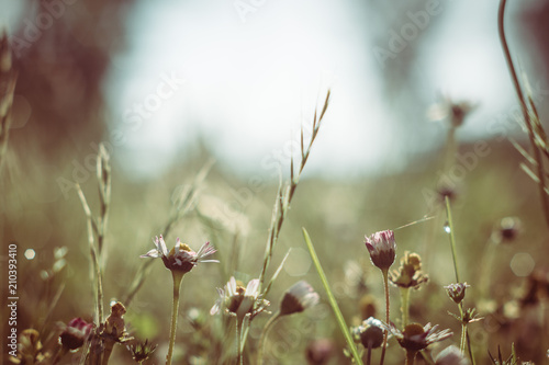 Green herbs and flowers in bloom on a wild bush garden © jordieasy