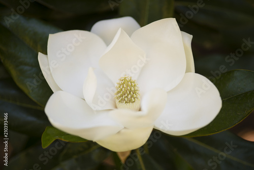 Fototapeta Naklejka Na Ścianę i Meble -  Detail of southern magnolia flower.