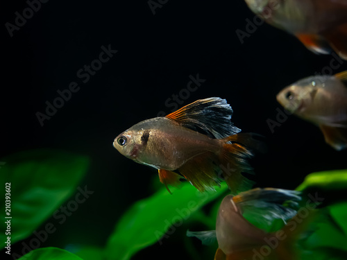 Siam Ruby,Serapae tetra, Jewel tetra,Hyphessobrycon eques,aquarium fish on black background photo