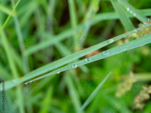 Closeup dew drops on green grass