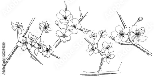 Sakura wildflower in a vector style isolated. Full name of the plant: sakura. Vector flower for background, texture, wrapper pattern, frame or border.