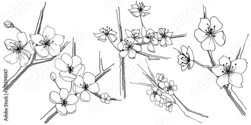 Sakura wildflower in a vector style isolated. Full name of the plant: sakura. Vector flower for background, texture, wrapper pattern, frame or border.