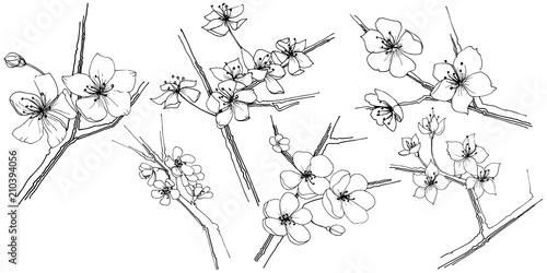 Sakura wildflower in a vector style isolated. Full name of the plant: sakura. Vector flower for background, texture, wrapper pattern, frame or border.