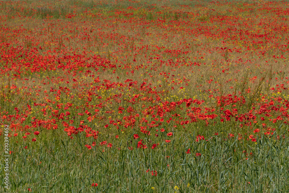 a fallow field of poppies