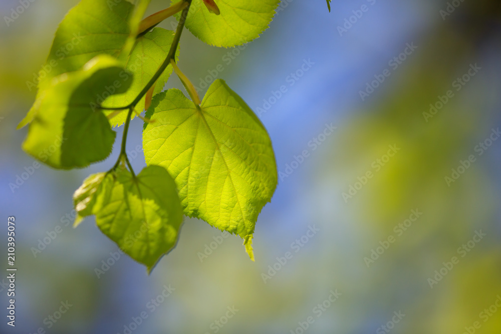Obraz premium Young green leaves on a tree in spring