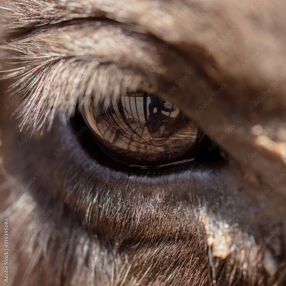 The cow's eye is like a background
