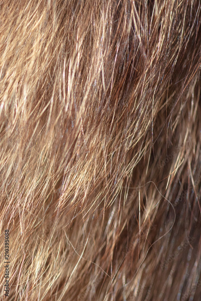 Fototapeta premium Wool on a cat as an abstract background