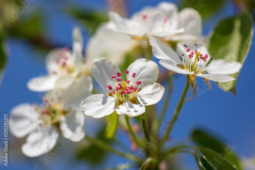 Flowers on the branches of a tree in the nature