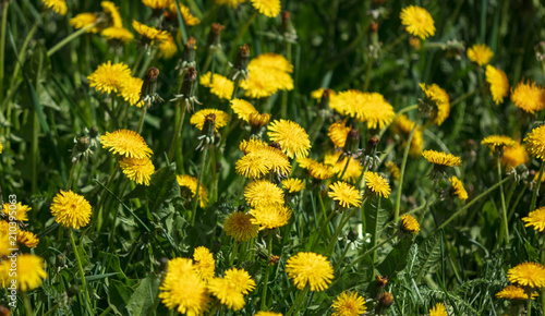 Fototapeta Naklejka Na Ścianę i Meble -  Yellow dandelion flowers on nature as background