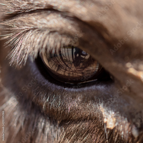 The cow's eye is like a background