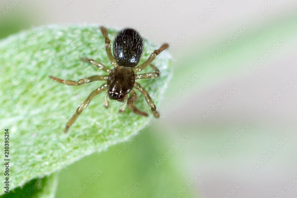 A spider weaves a spider web on green leaves A spider weaves a spider web on green leaves