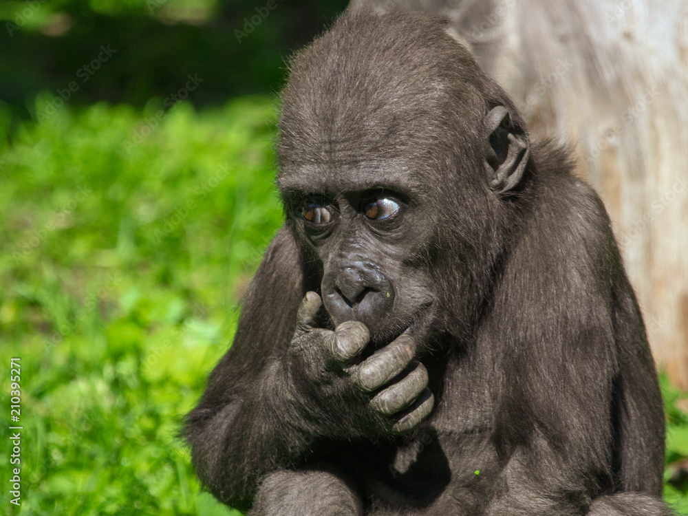 Portrait of a young gorilla in the park Portrait of a young gorilla in the park