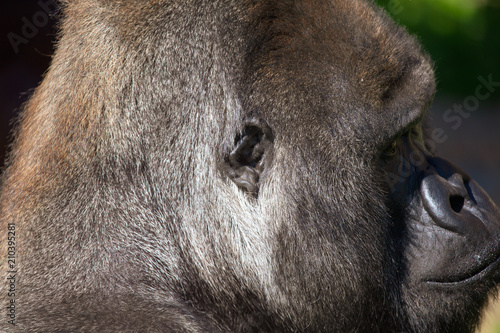 Wallpaper Mural Portrait of a gorilla in the park Torontodigital.ca