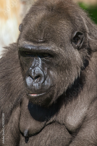 Portrait of a gorilla in the park