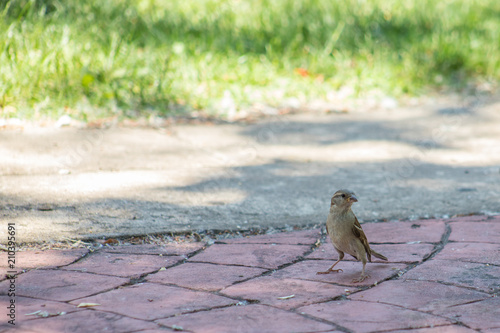 Fototapeta Naklejka Na Ścianę i Meble -  female sparrow in a park standing