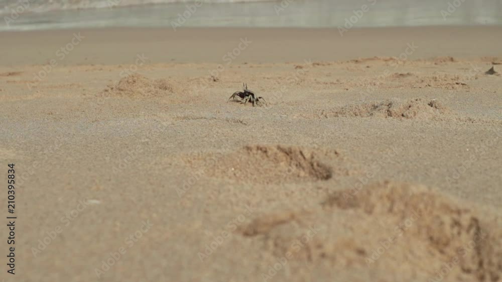 seascape with waves on sandy shore. cloudy sky and tropical beach. crabs crawl along the shore seascape with waves on sandy shore. cloudy sky and tropical beach. crabs crawl along the shore