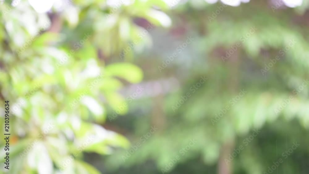 Blurred of nature in raining with beautiful bokeh background.