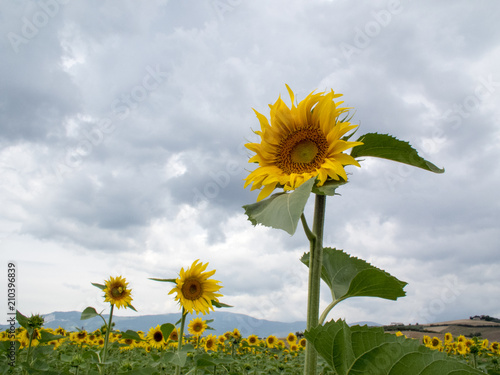 beautiful sunflowers