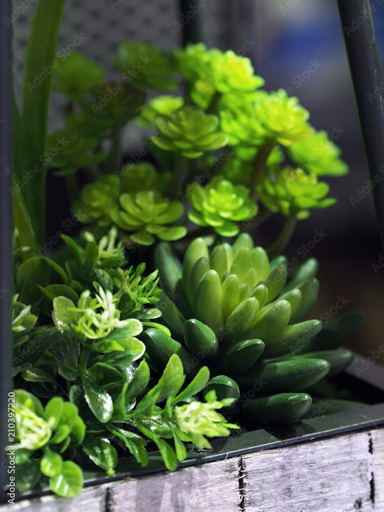 Obraz premium variety of potted plant for sale love gardening as hobby, green leaves, small plant, interesting pot