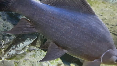 Fish : Black sharkminnow (Labeo chrysophekadion) photo