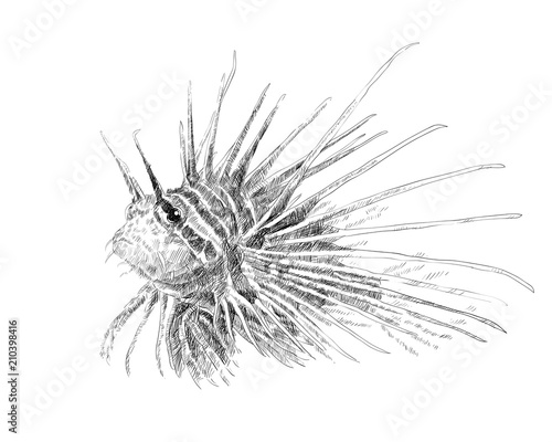 Canvas Print Drawing of lionfish on white background