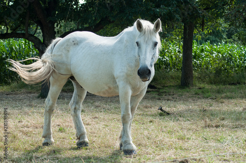 portrait of white horse in a meadow