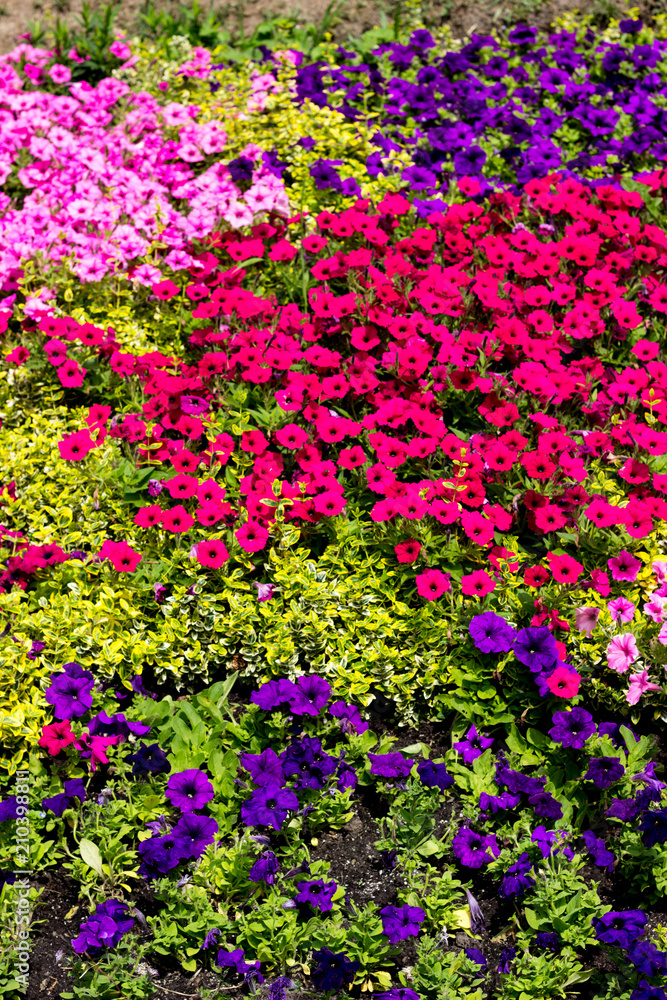 Colorful flowers on a garden. 