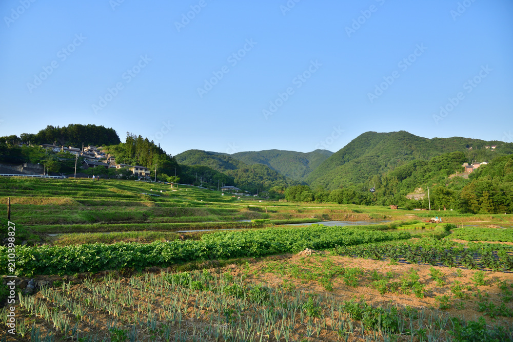 Terraced paddy field in Japan	