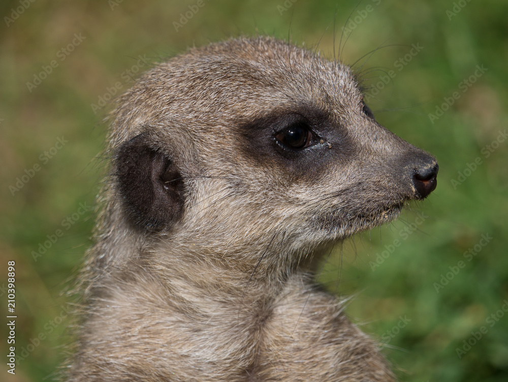 Suricate Suricate