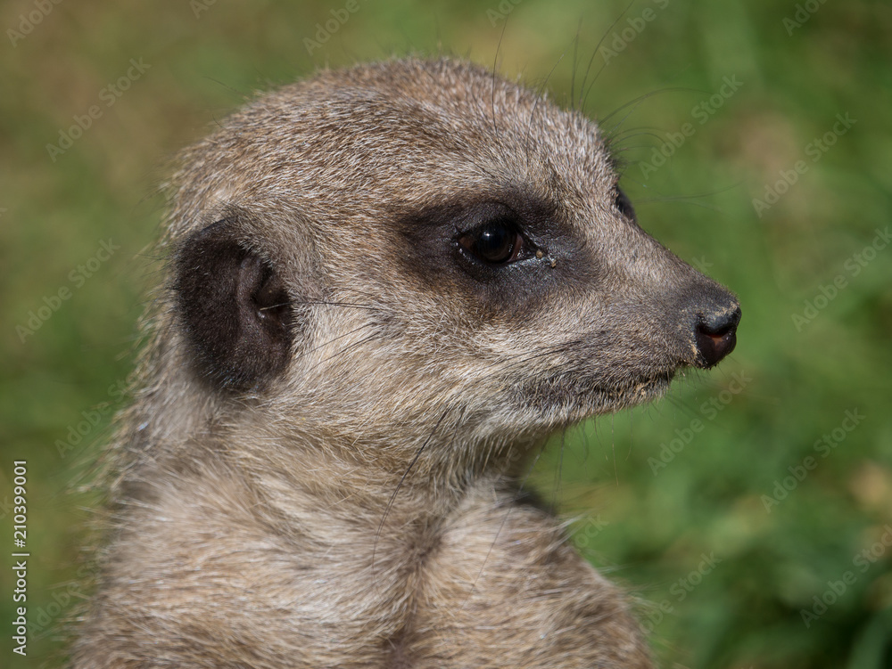 Suricate Suricate