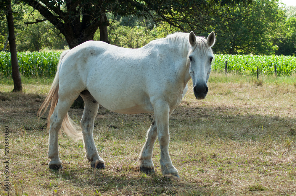 portrait of white horse in a meadow