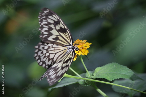 Farfalla su fiore giallo © Gloria