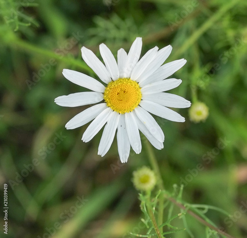lonely chamomile flower