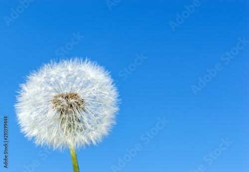 Dandelion against blue sky.