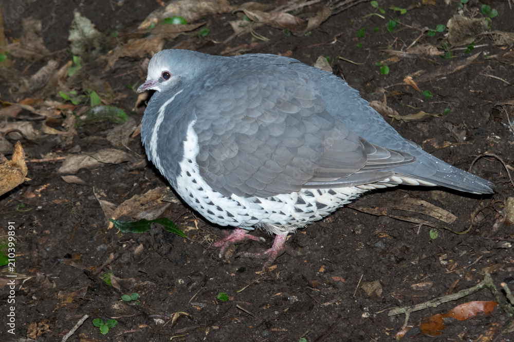 Fototapeta premium Fat pigeon