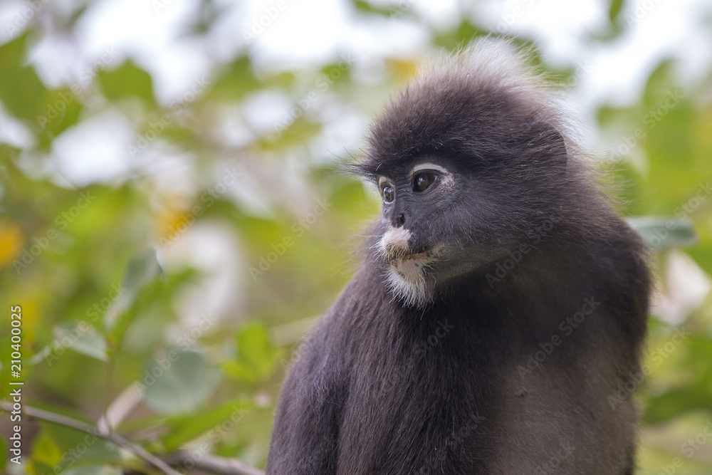 Dusky leaf monkey, spectacled leaf monkey, langur is sitting among leaves in a tree in the wild. Location: Perhentian island, Malaysia. Dusky leaf monkey, spectacled leaf monkey, langur is sitting among leaves in a tree in the wild. Location: Perhentian island, Malaysia.