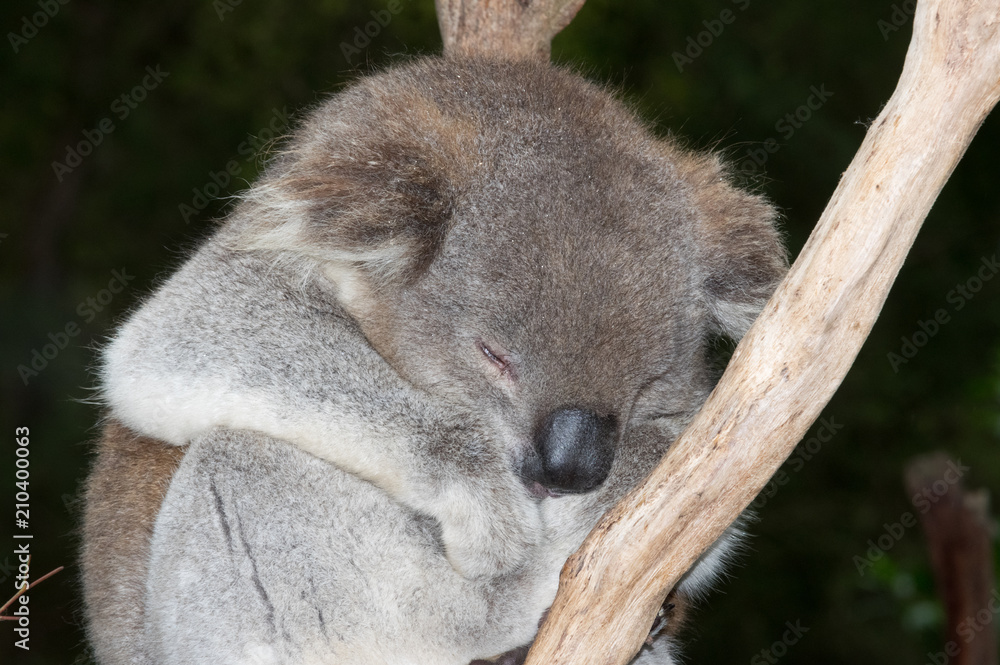 Naklejka premium Close up sleepy Koala