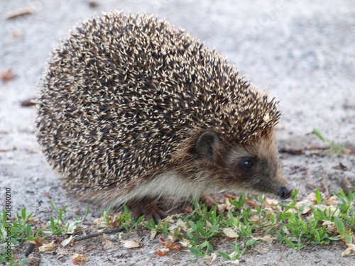 Hedgehog