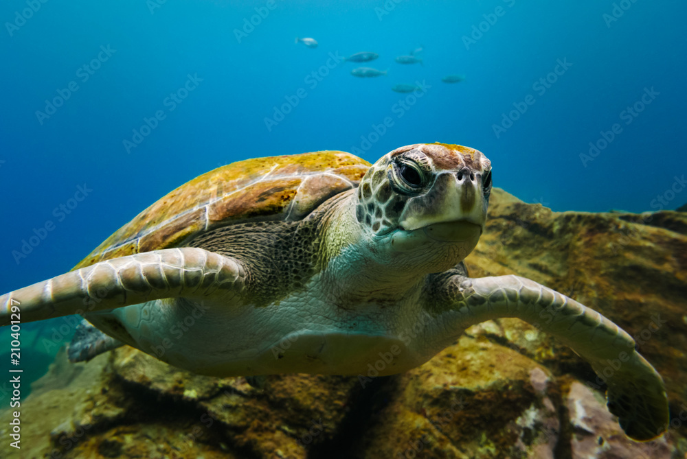 Fototapeta premium Portret dużego żółwia w wodzie niebieski ocean z małymi rybami w tle.
