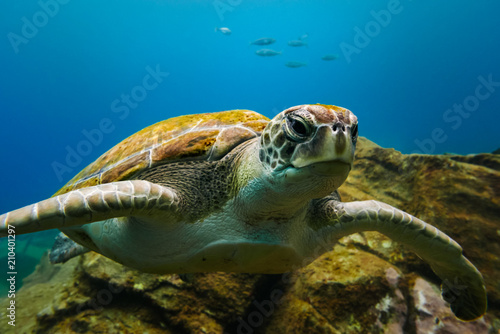 Big turtle portrait in blue ocean water with small fishes in background.