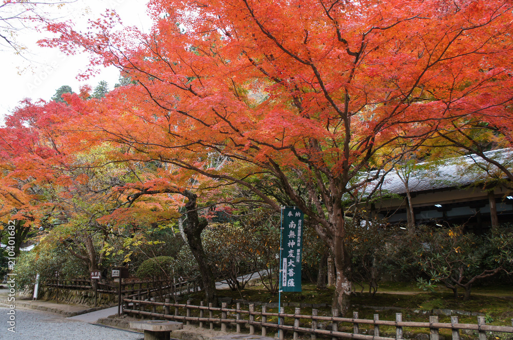 室生寺の紅葉（奈良県、日本）