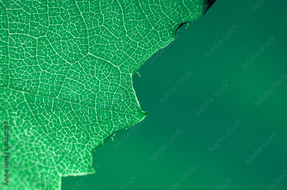 leaf  pattern macro abstract colour