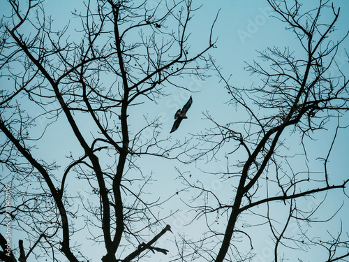 Bird between tree silhouette