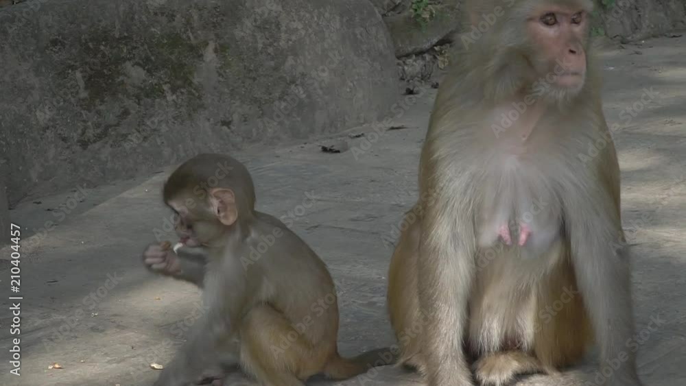 A female monkey with a small baby in Kathmandu. In the city of Kathmandu there live many wild monkeys. Especially a lot of monkeys live near the Buddhist temple of Swayambhunath. A female monkey with a small baby in Kathmandu. In the city of Kathmandu there live many wild monkeys. Especially a lot of monkeys live near the Buddhist temple of Swayambhunath.