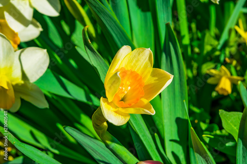 Fototapeta Naklejka Na Ścianę i Meble -  Flowers daffodils spring outdoors among green leaves and grass, sun-lit close-up
