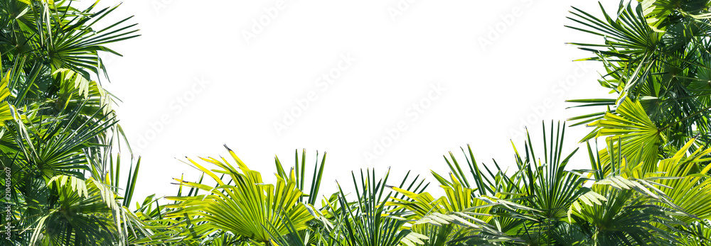 Obraz premium rama bujnych liści palmowych